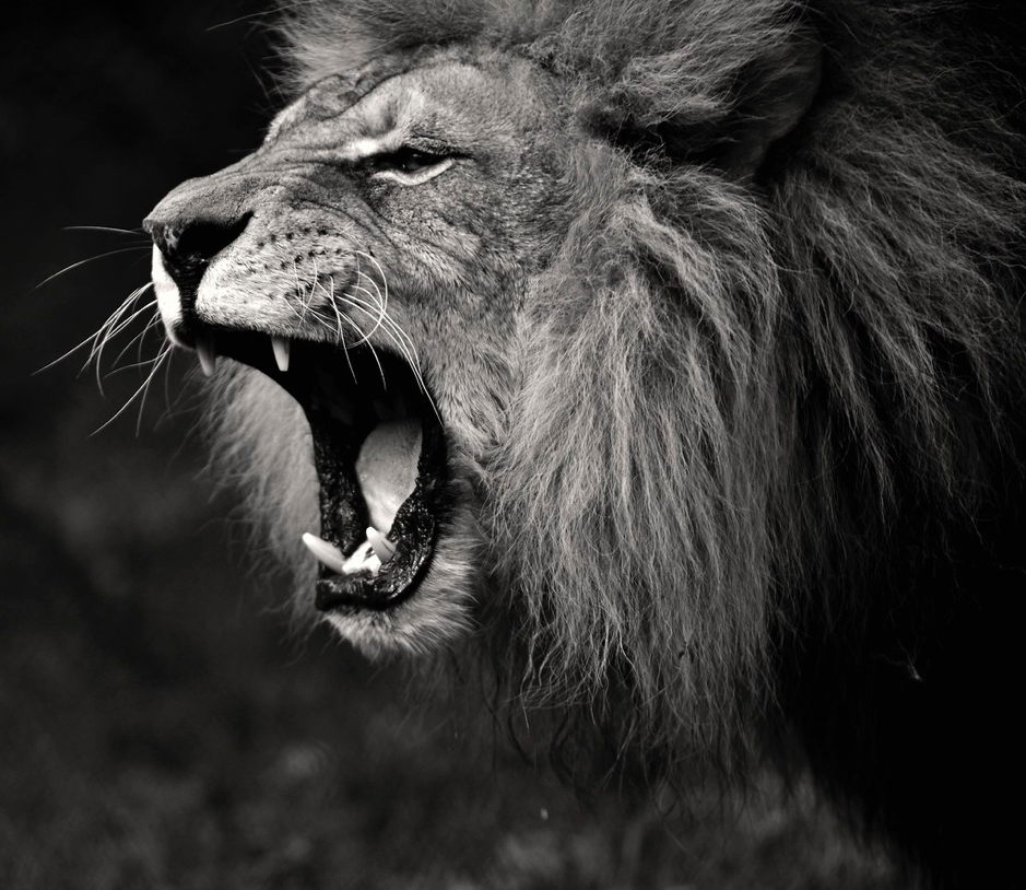 The Lion Roars (Amos)